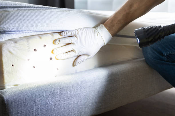 Wasp Removal Services in Dundee, NY