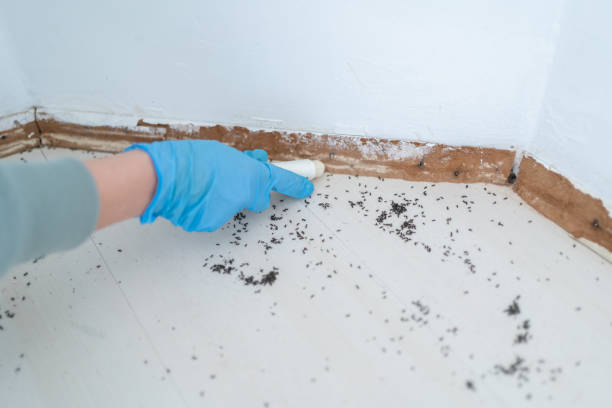 Best Local Pest Control Services  in Dundee, NY